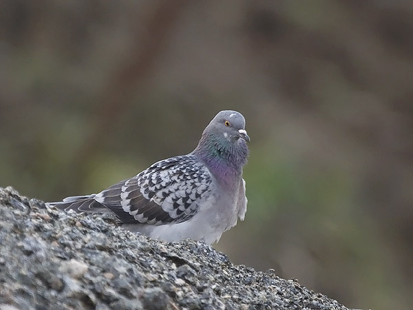 Kalliokyyhky, Common Pigeon, Columba livia